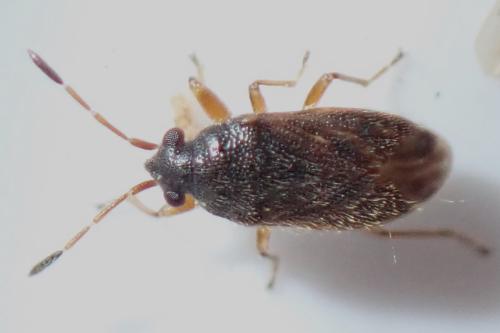 Stygnocoris sabulosus